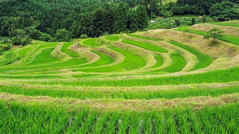 Senmaida Rice Terraces | POP JAPAN