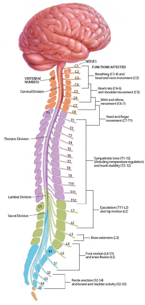 The four divisions of the spinal cord (cervical, thoracic, lumbar and ...