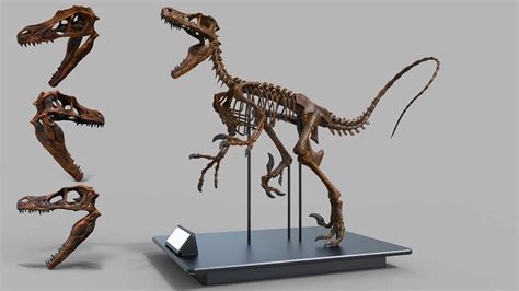 Velociraptor | Extinct Animals