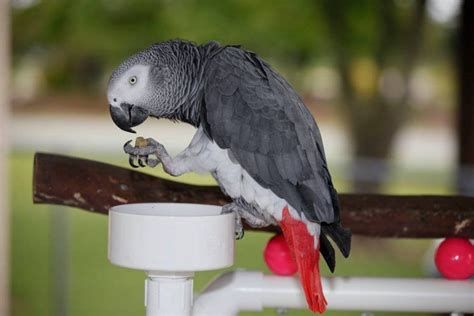 Pin African Grey Parrot Talking on Pinterest | African grey parrot ...