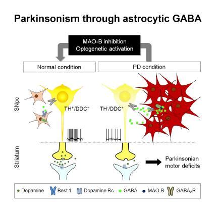 Wake up dormant dopaminergic neurons to reverse Parkinson's disease ...