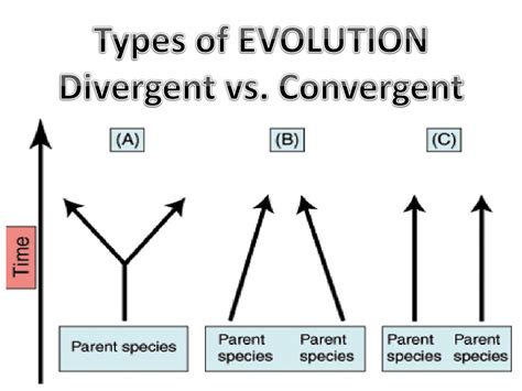 PPT - Types of EVOLUTION Divergent vs. Convergent PowerPoint ...