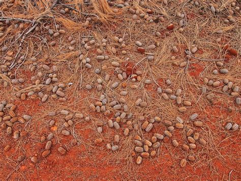 Scattered Desert Oak Seed Pods on Red Soil, Uluru, Northern Territory ...