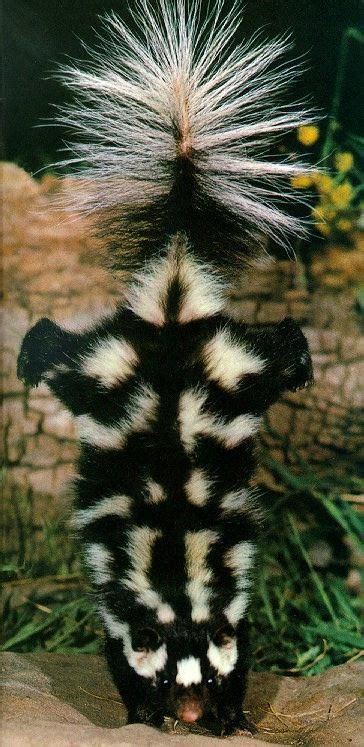 Eastern spotted skunk | Unusual animals, Nature animals, Cute animals