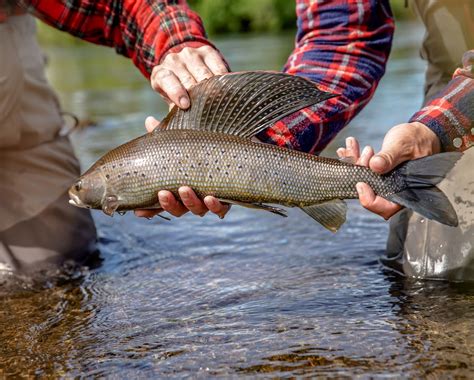 5 Things You Didn't Know About Arctic Grayling - Flylords Mag