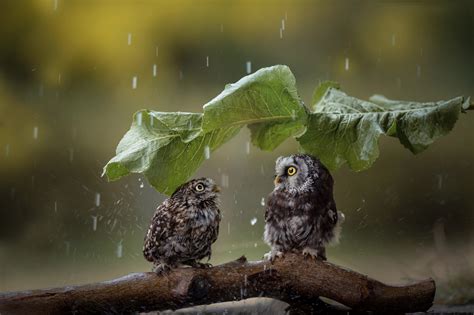 Fond d'écran : pluie, feuilles, animaux, des oiseaux 2048x1363 ...