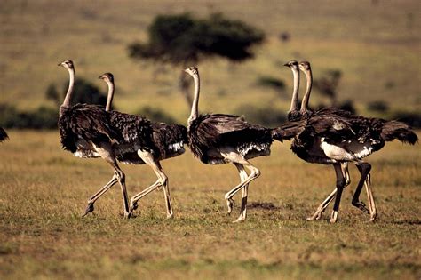 Ostrich | Habitat, Food, & Facts | Britannica