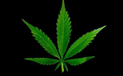 Marijuana HD Wallpaper - WallpaperSafari