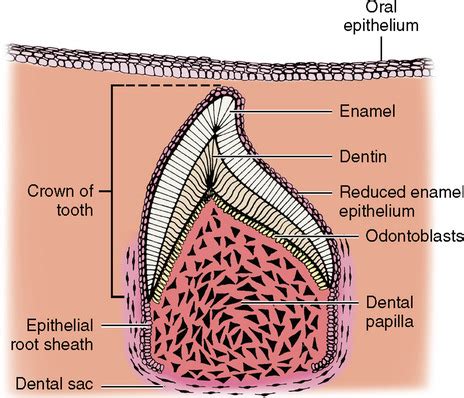 Enamel embryology Flashcards | Quizlet