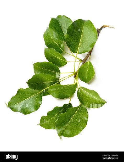 Pear tree leaves hi-res stock photography and images - Alamy