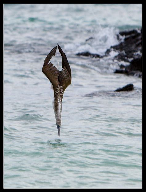 Cormorant Diving for Fish | Pet birds, Beautiful birds, Animals wild