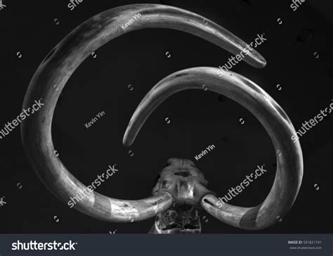 735 Woolly Mammoth Fossil Images, Stock Photos & Vectors | Shutterstock