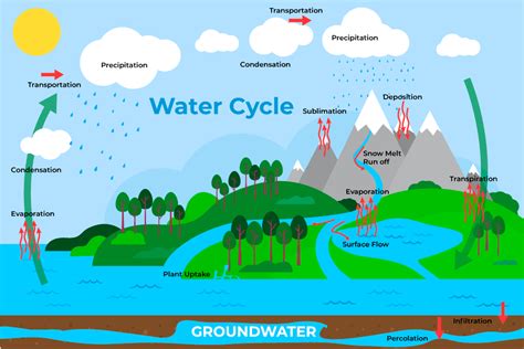 Water Cycle Diagram - Steps and Importance