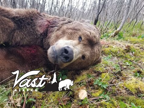 Brown Bear Hunting in Alaska - Experience it with Proffessional Guides.