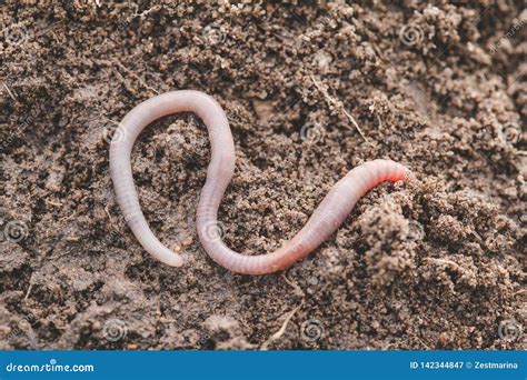 Earthworm In Soil Stock Photography | CartoonDealer.com #67832714