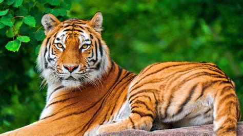 nature, Animals, Tiger, Big Cats Wallpapers HD / Desktop and Mobile ...