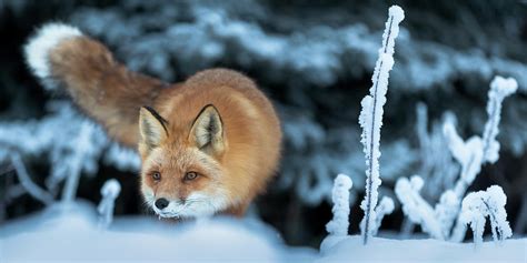 Red Fox Hunting Photograph by Scott Slone - Fine Art America