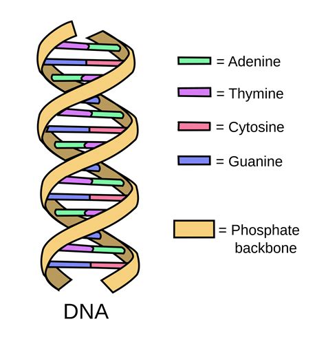 Oncology Basics 2016: DNA - Medivizor