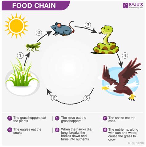 Grazing food chain: Definition, Types, Examples, FAQs