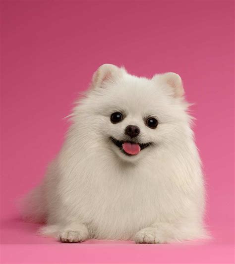 White Pomeranian - Why White Poms Are More Unusual Than Most! | White ...