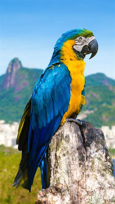 Blue and yellow macaw parrot in Rio de Janeiro, Brazil | Windows ...