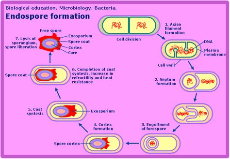 Endospore-Forming Bacteria