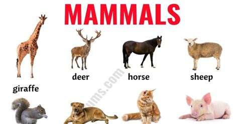 Mammals: List of 152 Mammals in English with ESL Picture! - ESL Forums