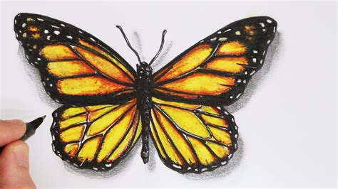 Realistic Butterfly Drawing at GetDrawings | Free download