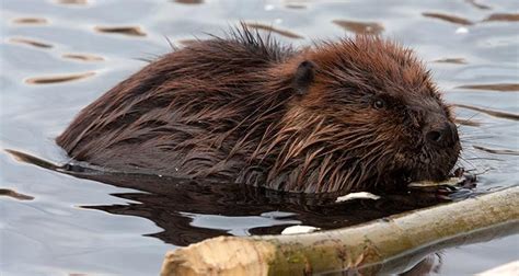 Wildlife of Glacier National Park: 6 Iconic Species