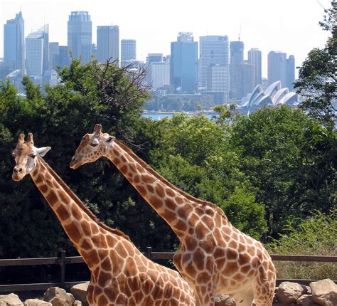 File:Sydney taronga zoo.jpg - Wikipedia