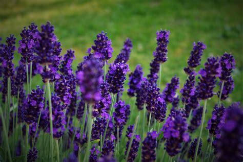 Free photo: Lavender Flower - Blooming, Flower, Fragrance - Free ...