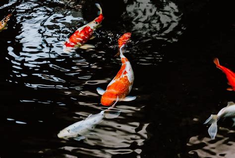 How to deter birds from eating your fish - Aquatics at Home