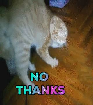 Really Funny Cat Gifs - Cat Mania