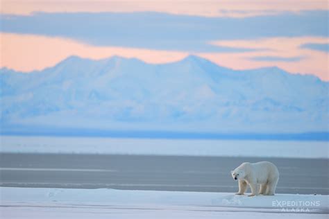 Arctic National Wildlife Refuge photos | ANWR Alaska pictures