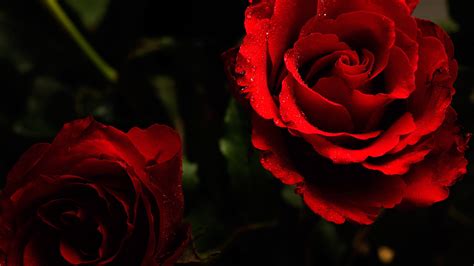 Roses With Black Background (50+ images)