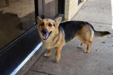 Corgi Shepherd Mix - Corgi Guide