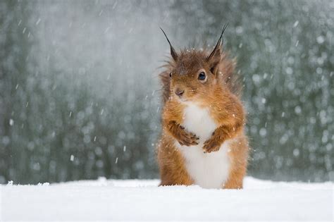 "Red Squirrel in the Snow" by Nigel Tinlin | Redbubble