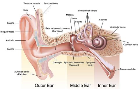 Anatomy of the ear | Anglia Ear Care Solutions