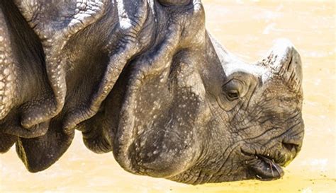 Amazing Facts about Javan Rhinos | OneKindPlanet Animal Education