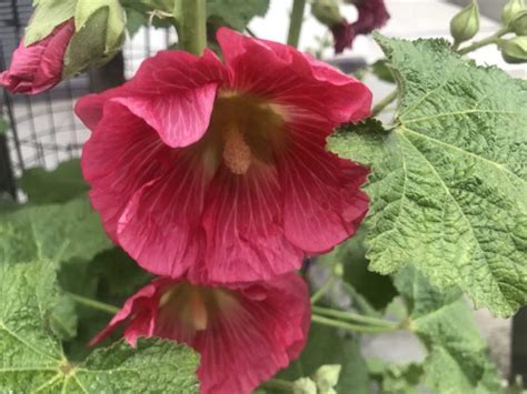 Alcea rosea or Hollyhock | Online Flower Garden