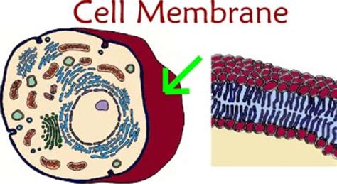 free clipart of an animal cell membrane - Clipground