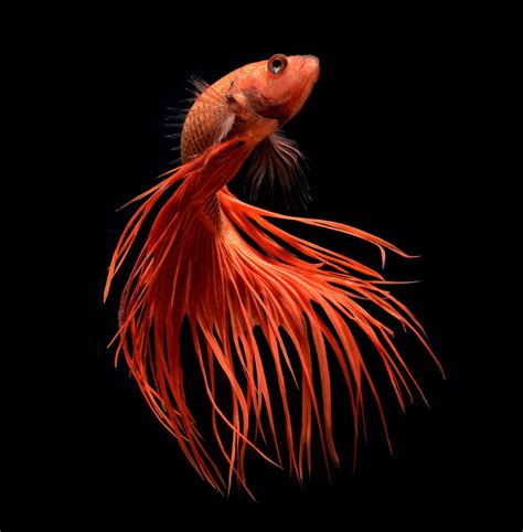 Hypnotizing Portraits Of Siamese Fighting Fish By Visarute ...