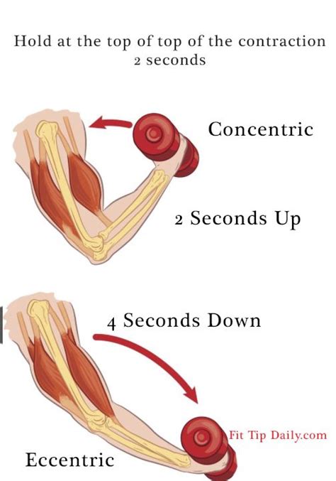 Types of isotonic contraction: 1. Concentric (tension in muscle is ...