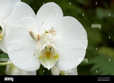 Orchid Mantis - On Phalenopsis orchid showing camouflageHymenopus ...