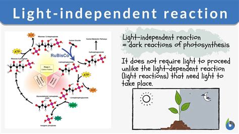 Definition Of Light Dependent Reaction