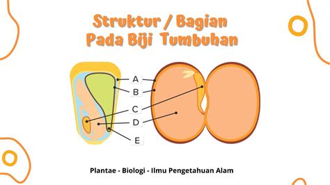 Struktur Biji Monokotil dan Dikotil Beserta Fungsinya, Materi Plantae ...