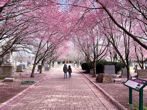 28 Cherry Blossoms Spots Near Washington DC in 2023 - Kids, Quarantine ...