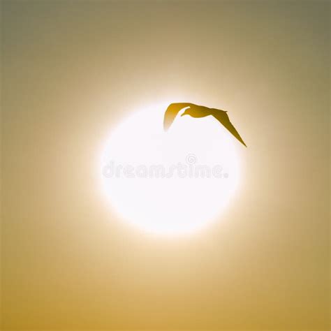 Silhouette of a Seagull Flying at Sunset Stock Image - Image of ocean ...