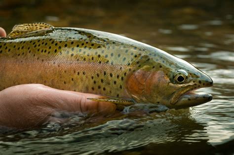 6 Easy Tips to Help Fly Anglers Catch Educated Trout | Fly Fishing ...