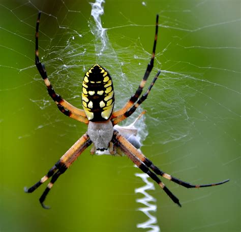 Yellow and Black Orb Weaver | Garden spider, Better homes and garden, Orb